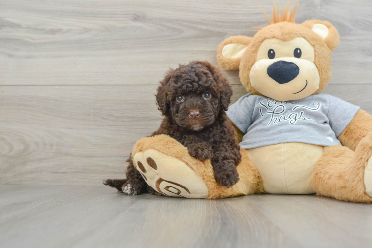 Meet Rosario - our Mini Portidoodle Puppy Photo 1/3 - Puppy Love PR Mini Portidoodle Pup Being Cute