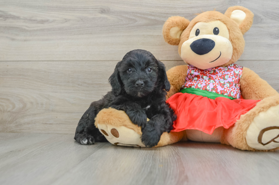 5 week old Mini Portidoodle Puppy For Sale - Puppy Love PR