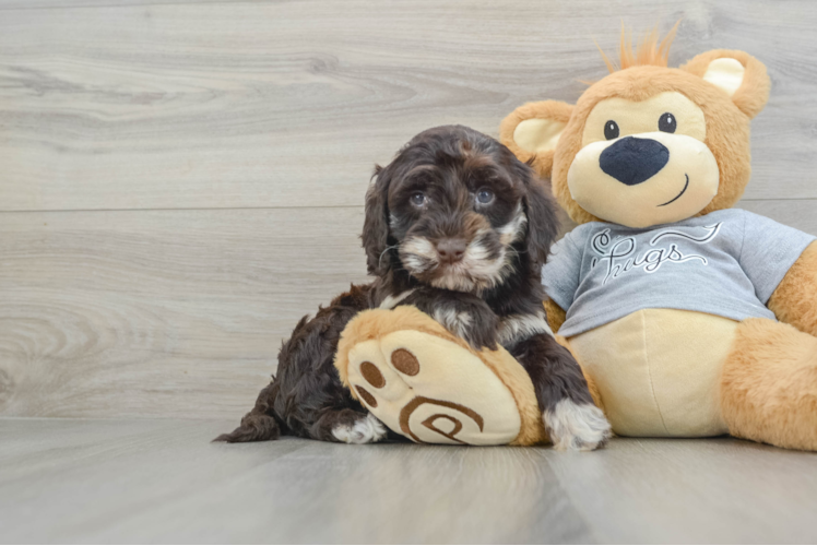 Meet Santorini - our Mini Portidoodle Puppy Photo 1/3 - Puppy Love PR Mini Portidoodle Pup Being Cute