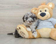 5 week old Mini Portidoodle Puppy For Sale - Puppy Love PR