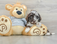 5 week old Mini Portidoodle Puppy For Sale - Puppy Love PR