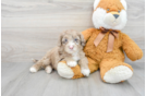 Mini Portidoodle Puppy for Adoption