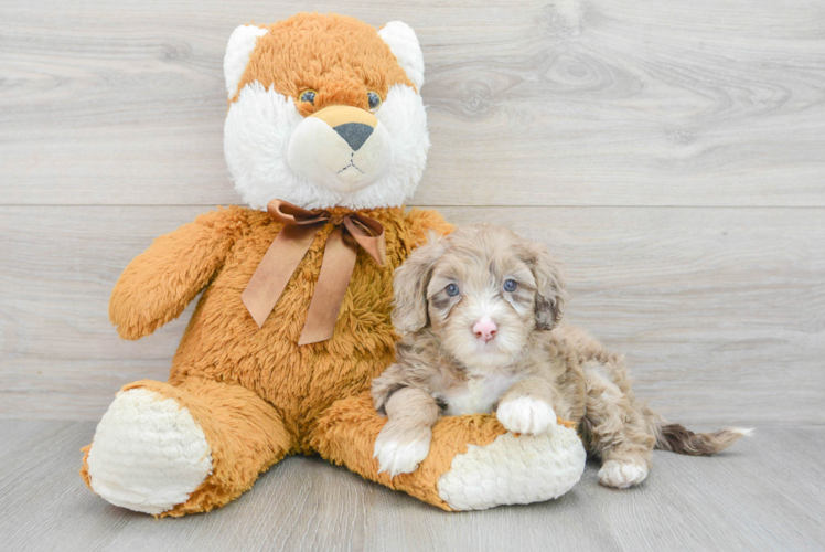 Meet Selma - our Mini Portidoodle Puppy Photo 1/3 - Puppy Love PR Mini Portidoodle Puppy for Adoption