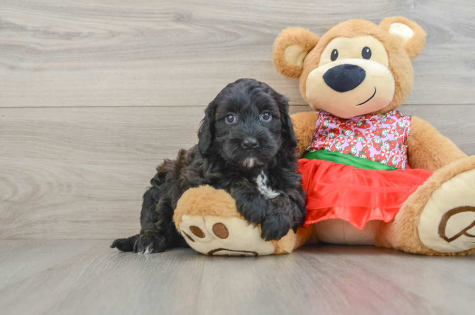 5 week old Mini Portidoodle Puppy For Sale - Puppy Love PR