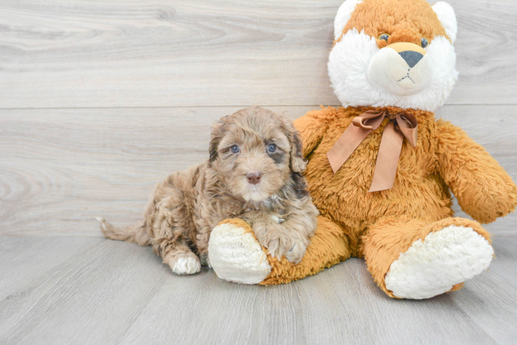 Meet Shelby - our Mini Portidoodle Puppy Photo 1/3 - Puppy Love PR Fluffy Mini Portidoodle Poodle Mix Pup