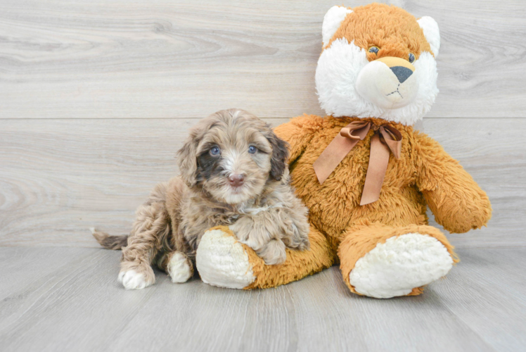 Meet Shiloh - our Mini Portidoodle Puppy Photo 1/3 - Puppy Love PR Mini Portidoodle Puppy for Adoption