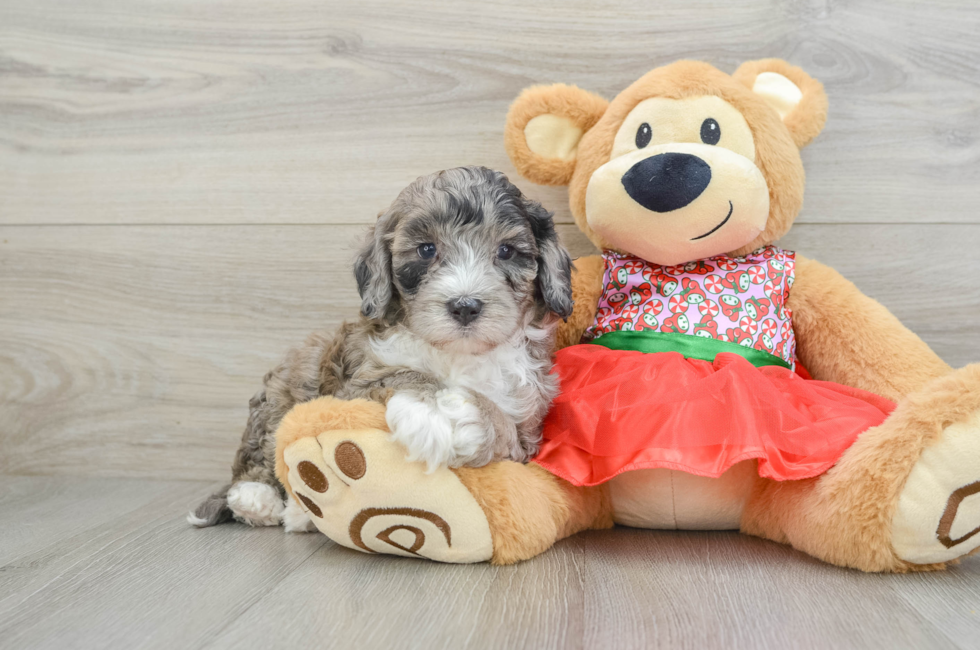 5 week old Mini Portidoodle Puppy For Sale - Puppy Love PR