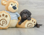 5 week old Mini Portidoodle Puppy For Sale - Puppy Love PR