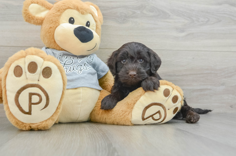 8 week old Mini Portidoodle Puppy For Sale - Puppy Love PR