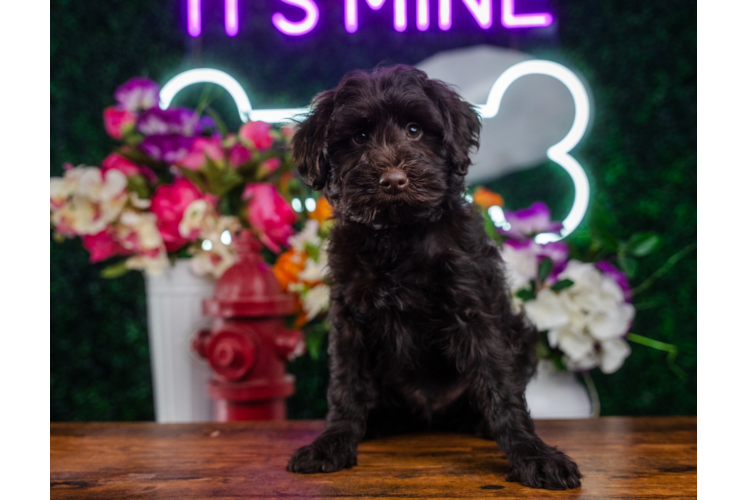 Mini Portidoodle Pup Being Cute