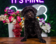 10 week old Mini Portidoodle Puppy For Sale - Puppy Love PR