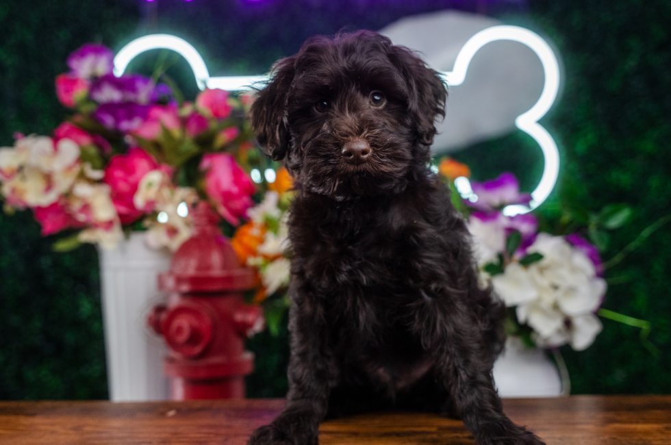 10 week old Mini Portidoodle Puppy For Sale - Puppy Love PR