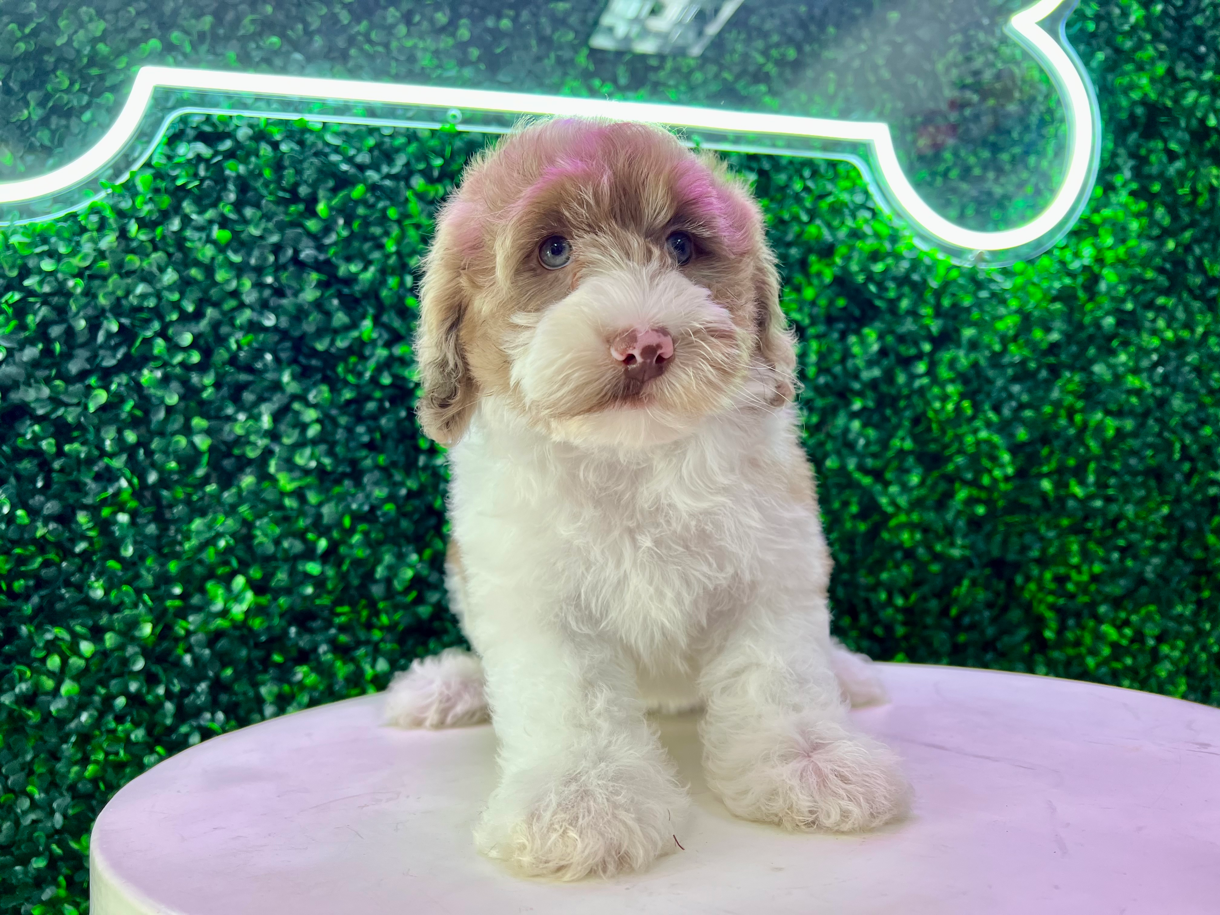 Best Mini Portidoodle Baby