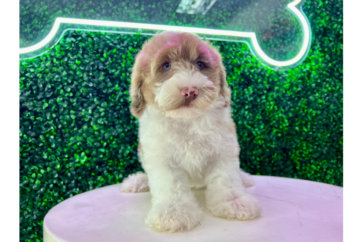 Meet Stella - our Mini Portidoodle Puppy Photo 1/4 - Puppy Love PR Best Mini Portidoodle Baby