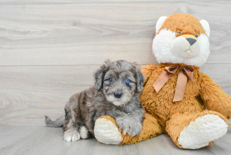 Meet Sterling - our Mini Portidoodle Puppy Photo 1/3 - Puppy Love PR Best Mini Portidoodle Baby