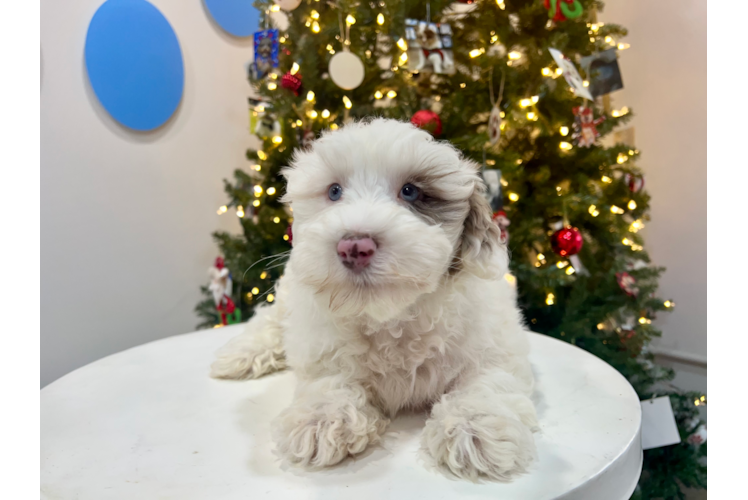 Mini Portidoodle Pup Being Cute