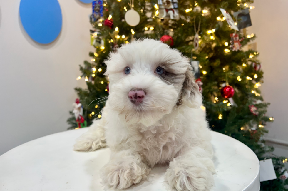 10 week old Mini Portidoodle Puppy For Sale - Puppy Love PR