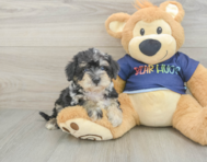 6 week old Mini Schnoodle Puppy For Sale - Puppy Love PR