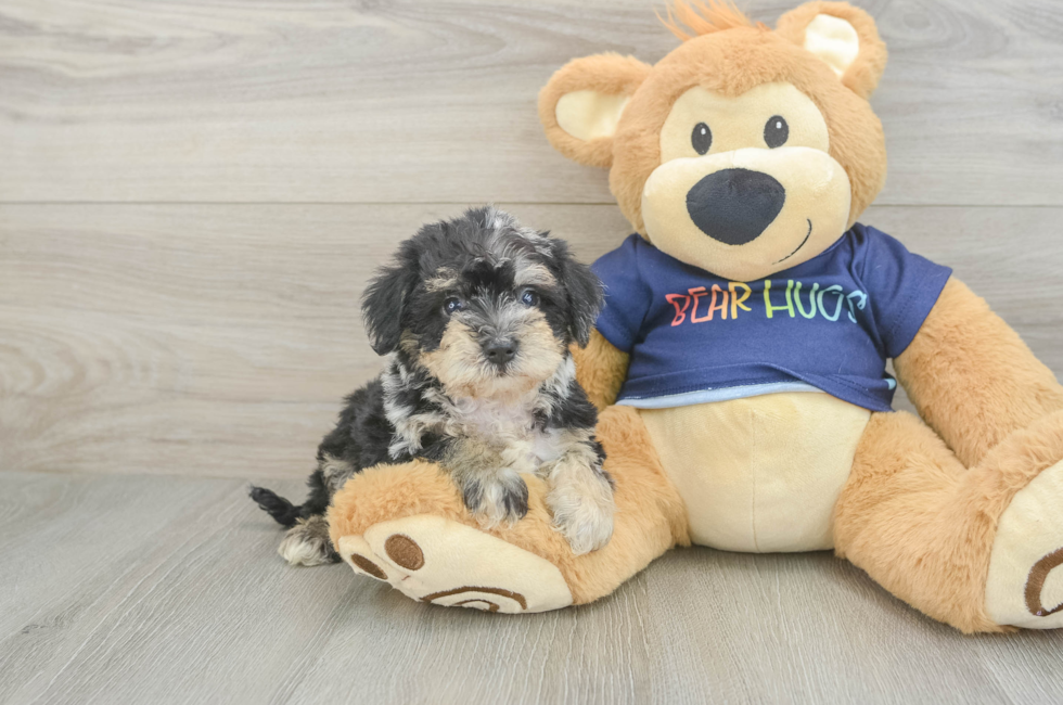 5 week old Mini Schnoodle Puppy For Sale - Puppy Love PR