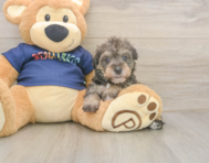 5 week old Mini Schnoodle Puppy For Sale - Puppy Love PR