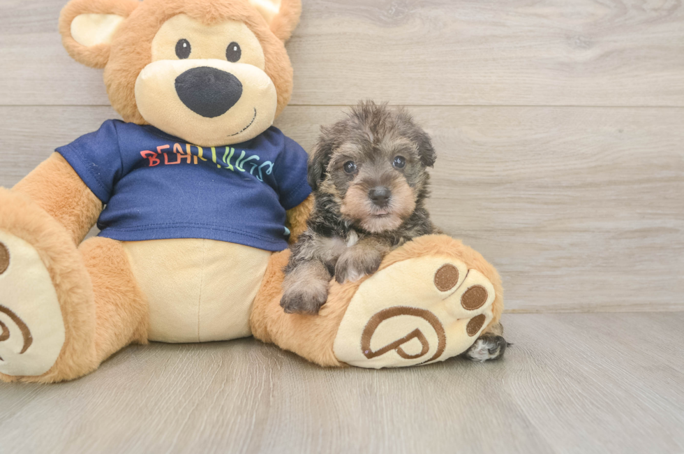 5 week old Mini Schnoodle Puppy For Sale - Puppy Love PR