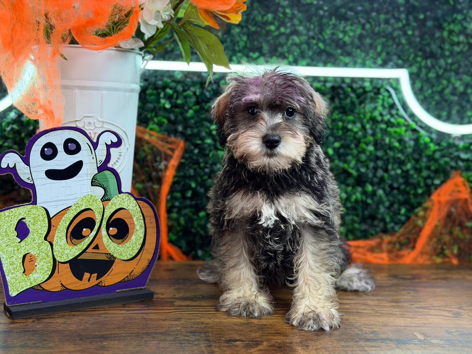 Cute Mini Schnoodle Poodle Mix Pup