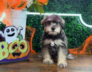 10 week old Mini Schnoodle Puppy For Sale - Puppy Love PR