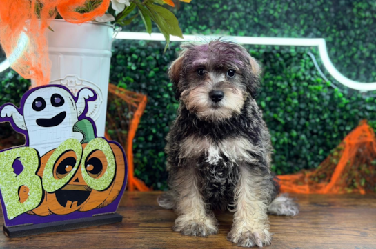 Cute Mini Schnoodle Poodle Mix Pup
