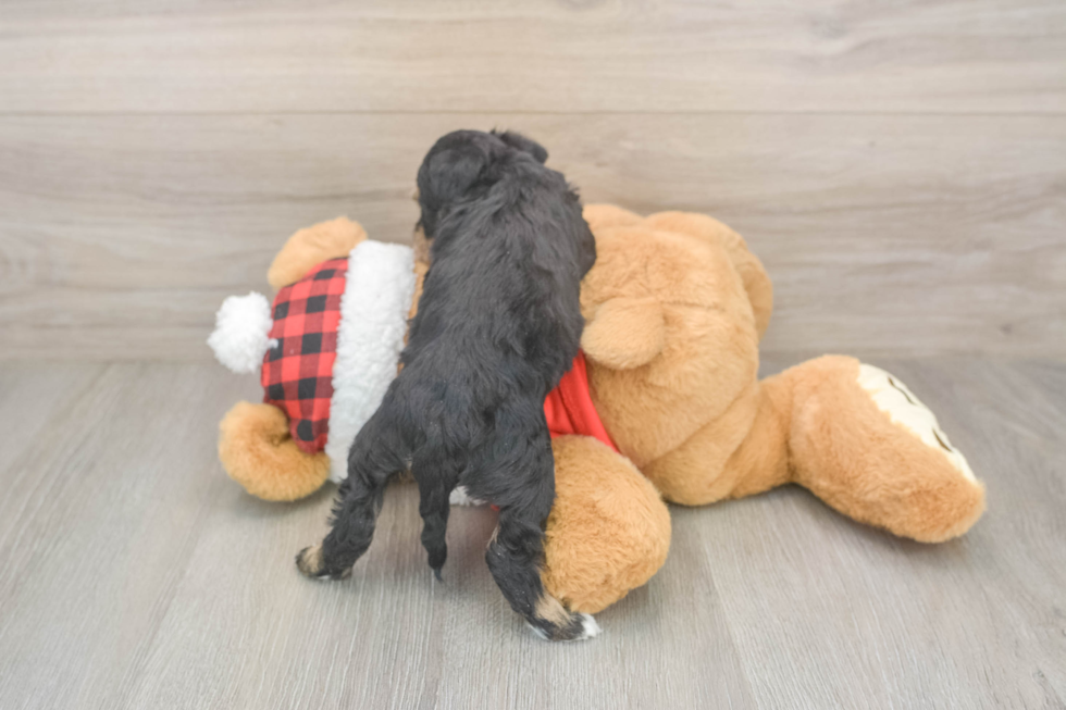 Cute Mini Schnoodle Baby