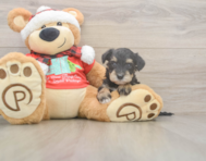 5 week old Mini Schnoodle Puppy For Sale - Puppy Love PR