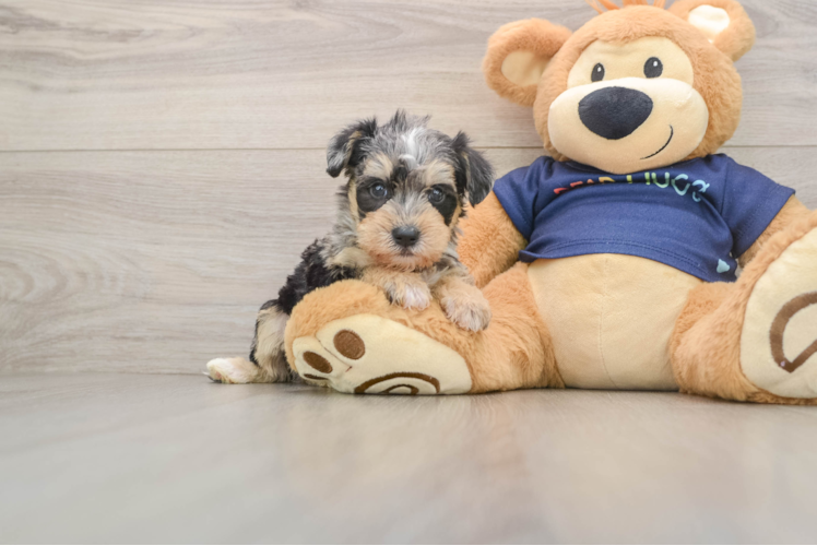 Best Mini Schnoodle Baby