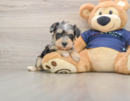 5 week old Mini Schnoodle Puppy For Sale - Puppy Love PR