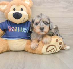 6 week old Mini Schnoodle Puppy For Sale - Puppy Love PR