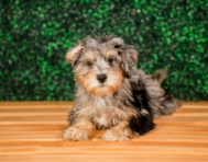 11 week old Mini Schnoodle Puppy For Sale - Puppy Love PR