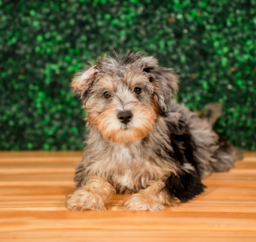 11 week old Mini Schnoodle Puppy For Sale - Puppy Love PR
