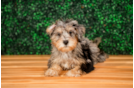 Cute Mini Schnoodle Poodle Mix Pup