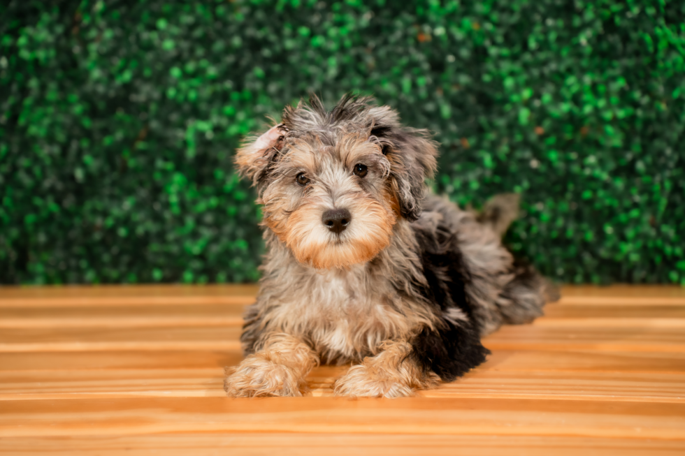 Cute Mini Schnoodle Poodle Mix Pup