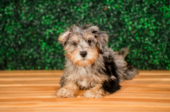 Cute Mini Schnoodle Poodle Mix Pup