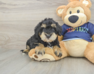 6 week old Mini Schnoodle Puppy For Sale - Puppy Love PR