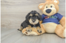 Cute Mini Schnoodle Poodle Mix Pup