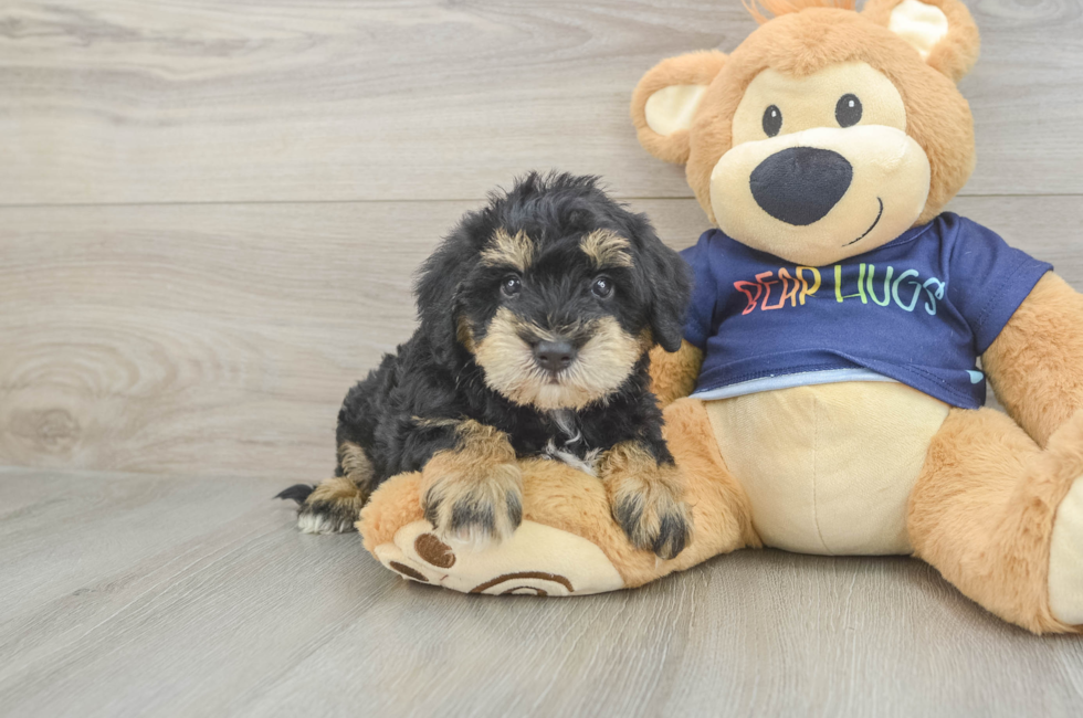 5 week old Mini Schnoodle Puppy For Sale - Puppy Love PR