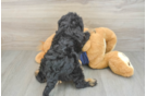 Mini Schnoodle Pup Being Cute