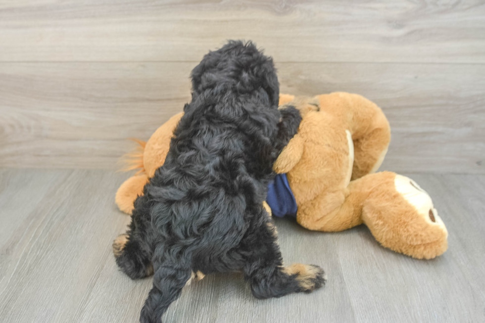 Mini Schnoodle Pup Being Cute