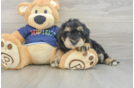 Cute Mini Schnoodle Poodle Mix Pup