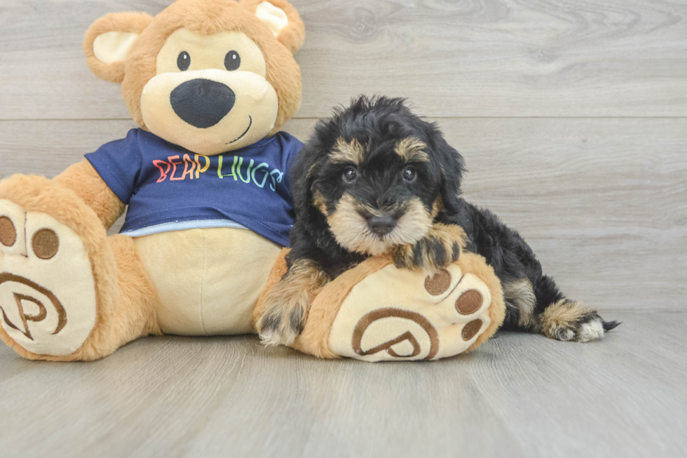 Cute Mini Schnoodle Poodle Mix Pup