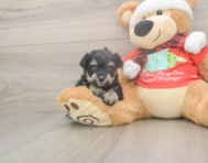 5 week old Mini Schnoodle Puppy For Sale - Puppy Love PR