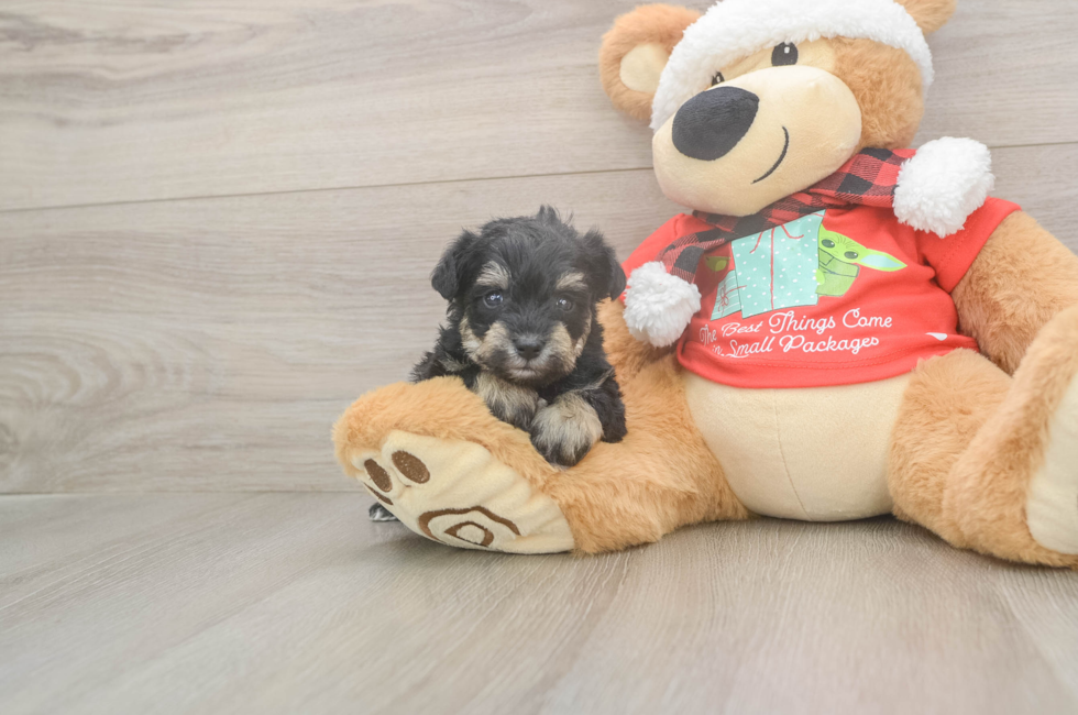 5 week old Mini Schnoodle Puppy For Sale - Puppy Love PR
