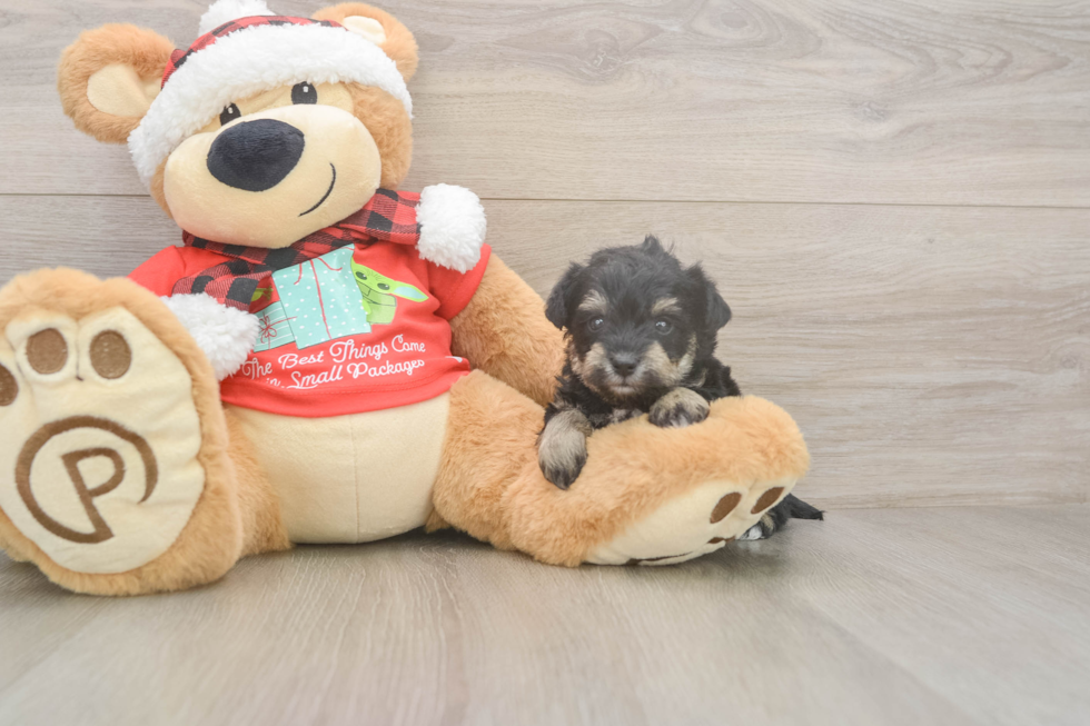 Best Mini Schnoodle Baby