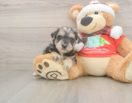 5 week old Mini Schnoodle Puppy For Sale - Puppy Love PR
