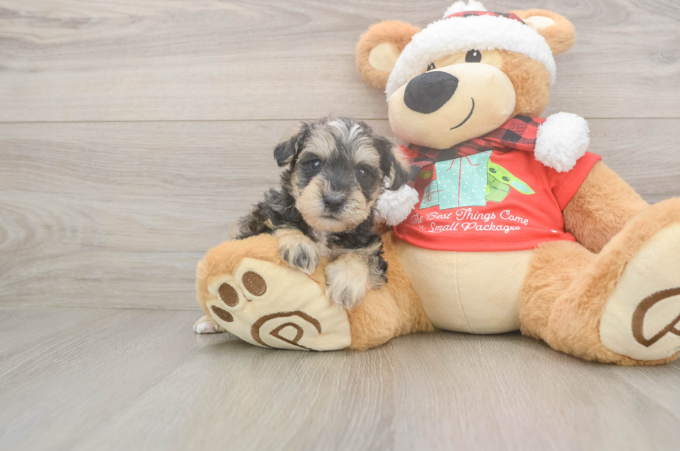 5 week old Mini Schnoodle Puppy For Sale - Puppy Love PR